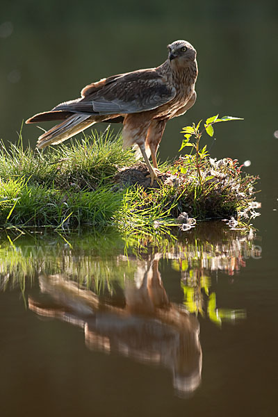 Rohrweihe (Circus aeruginosus)