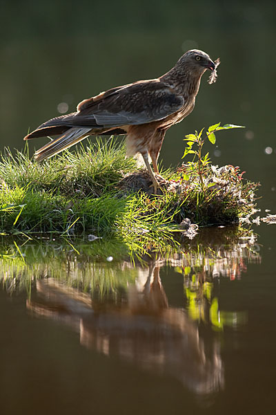 Rohrweihe (Circus aeruginosus)