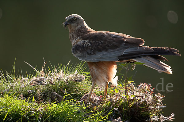 Rohrweihe (Circus aeruginosus)