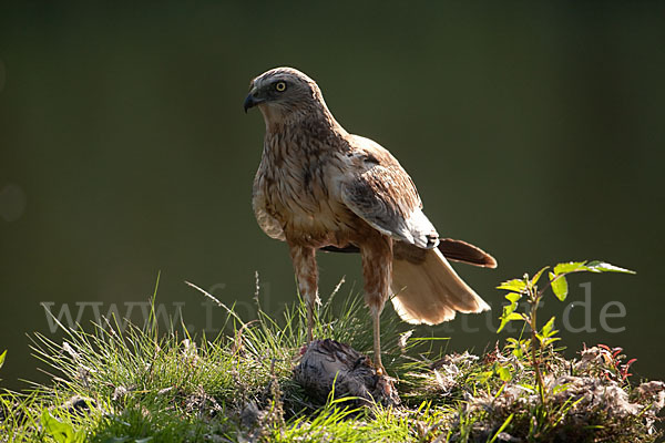 Rohrweihe (Circus aeruginosus)