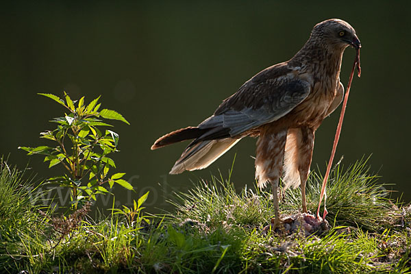 Rohrweihe (Circus aeruginosus)