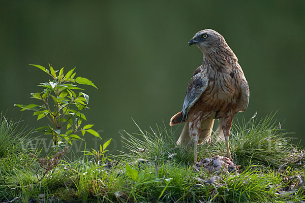 Rohrweihe (Circus aeruginosus)