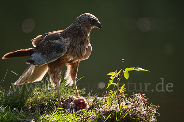 Rohrweihe (Circus aeruginosus)