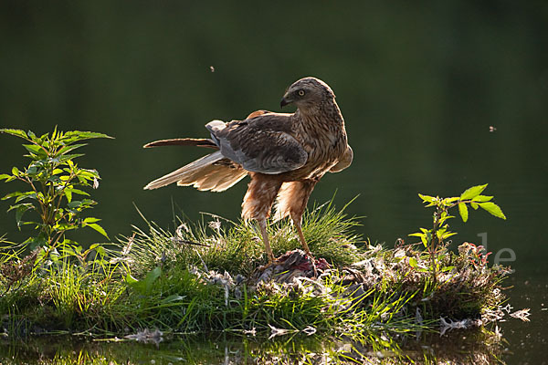 Rohrweihe (Circus aeruginosus)