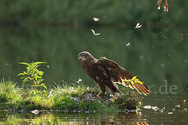 Rohrweihe (Circus aeruginosus)