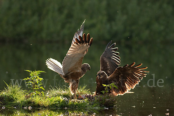 Rohrweihe (Circus aeruginosus)