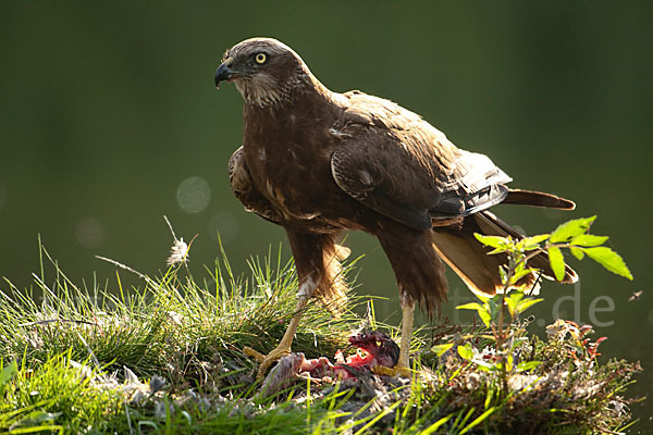 Rohrweihe (Circus aeruginosus)