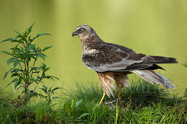 Rohrweihe (Circus aeruginosus)