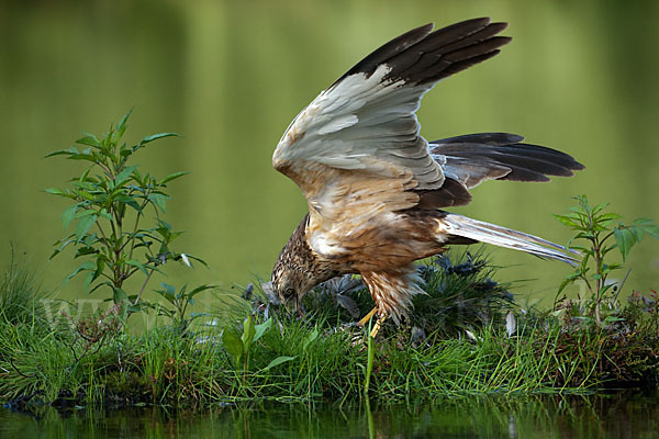 Rohrweihe (Circus aeruginosus)