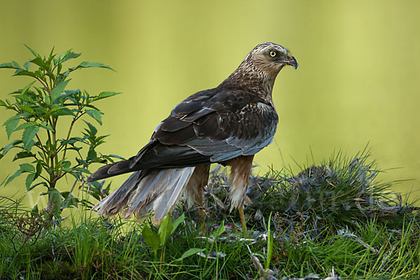 Rohrweihe (Circus aeruginosus)