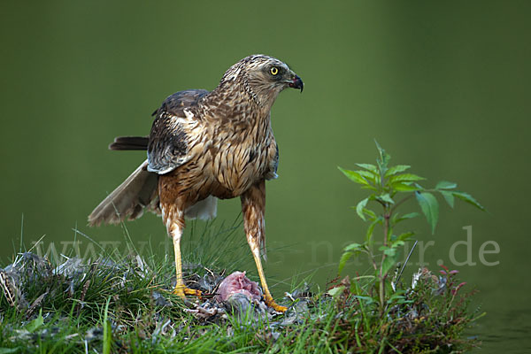Rohrweihe (Circus aeruginosus)