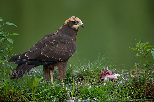 Rohrweihe (Circus aeruginosus)