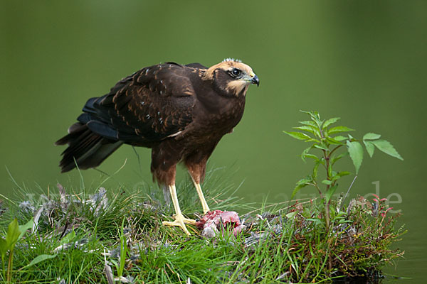 Rohrweihe (Circus aeruginosus)