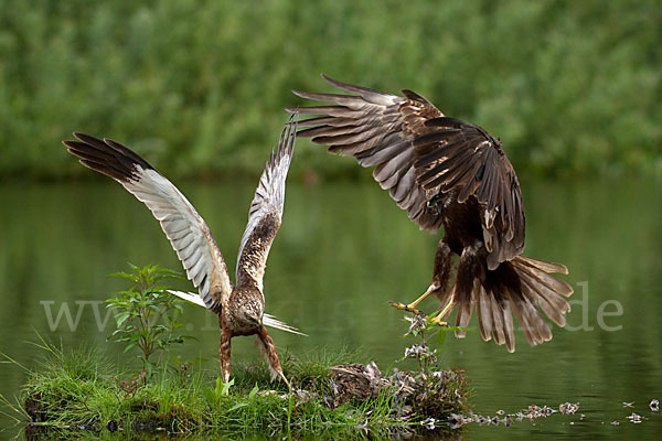 Rohrweihe (Circus aeruginosus)