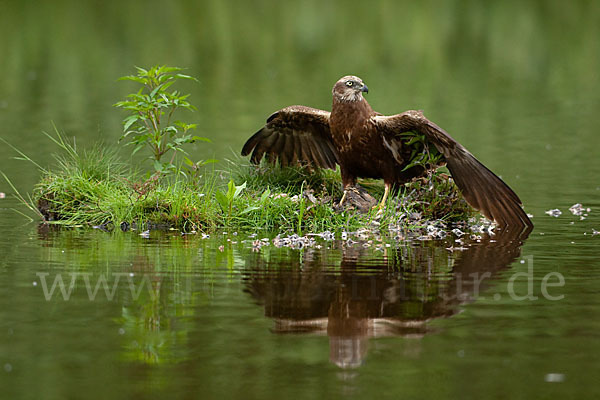 Rohrweihe (Circus aeruginosus)