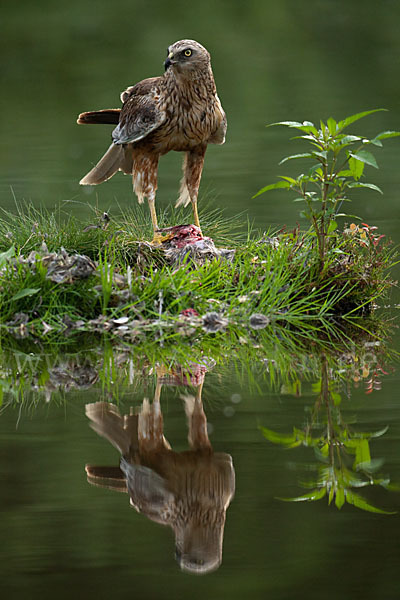 Rohrweihe (Circus aeruginosus)