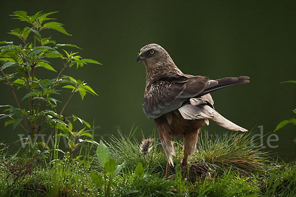 Rohrweihe (Circus aeruginosus)