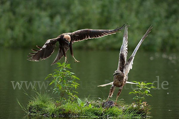 Rohrweihe (Circus aeruginosus)