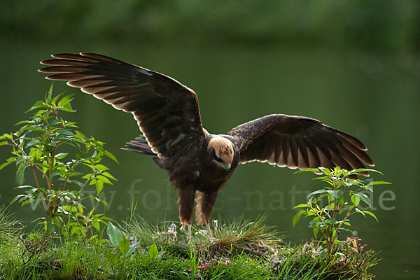 Rohrweihe (Circus aeruginosus)