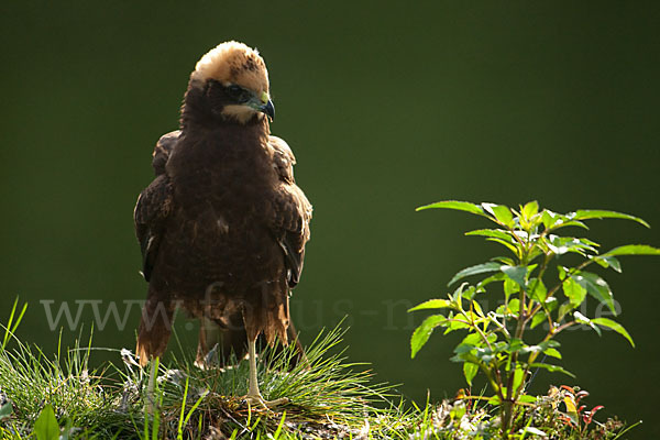 Rohrweihe (Circus aeruginosus)