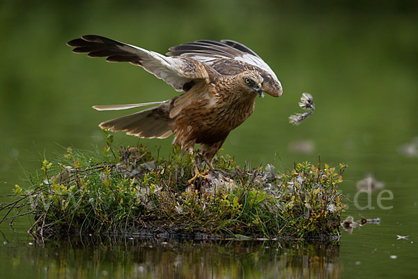 Rohrweihe (Circus aeruginosus)