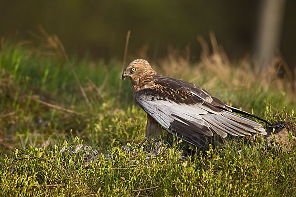 Rohrweihe (Circus aeruginosus)