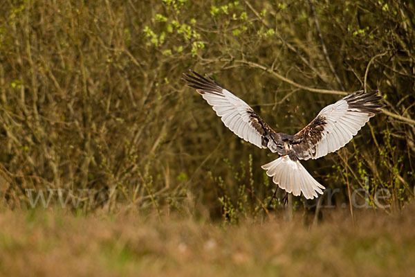 Rohrweihe (Circus aeruginosus)