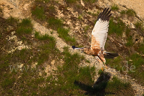 Rohrweihe (Circus aeruginosus)