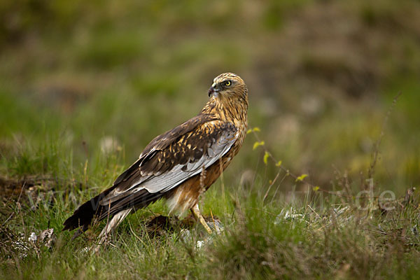 Rohrweihe (Circus aeruginosus)