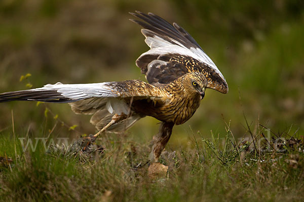 Rohrweihe (Circus aeruginosus)