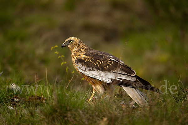 Rohrweihe (Circus aeruginosus)