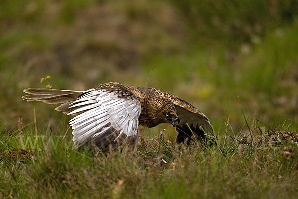 Rohrweihe (Circus aeruginosus)