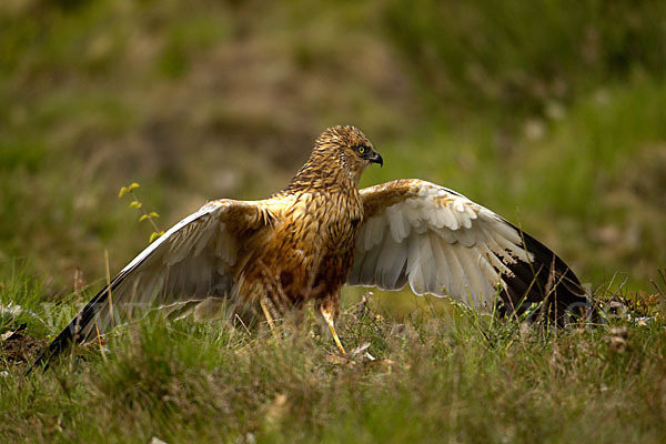 Rohrweihe (Circus aeruginosus)