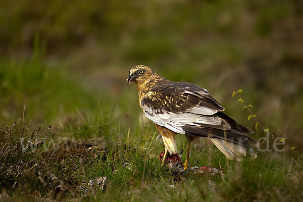 Rohrweihe (Circus aeruginosus)