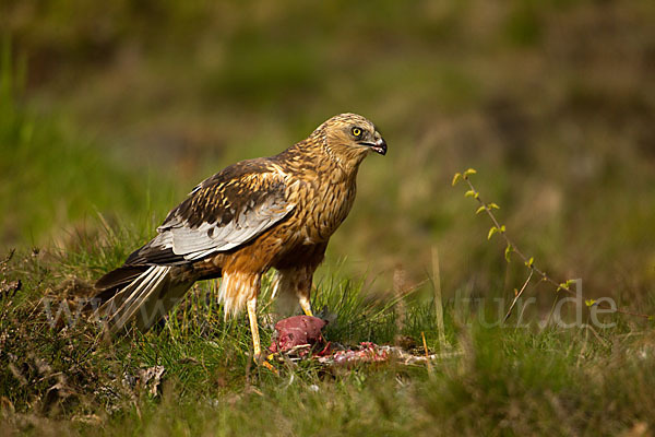 Rohrweihe (Circus aeruginosus)