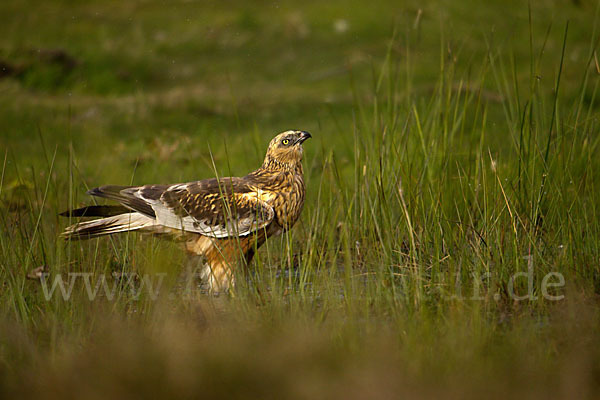 Rohrweihe (Circus aeruginosus)