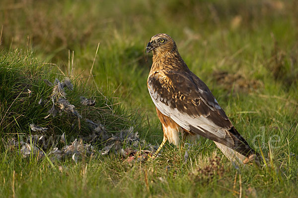 Rohrweihe (Circus aeruginosus)