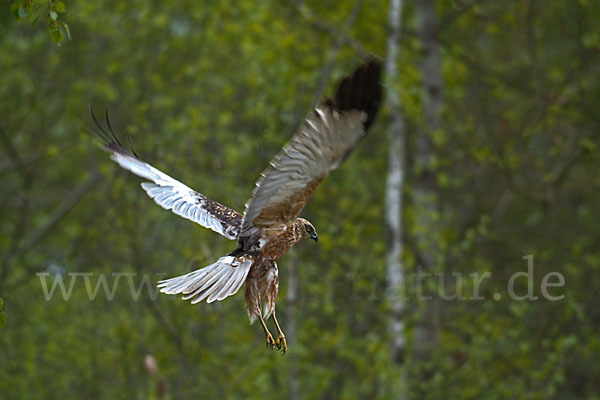 Rohrweihe (Circus aeruginosus)