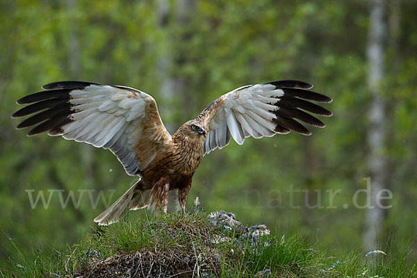 Rohrweihe (Circus aeruginosus)