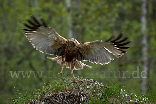 Rohrweihe (Circus aeruginosus)