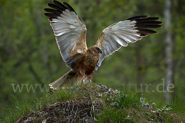 Rohrweihe (Circus aeruginosus)