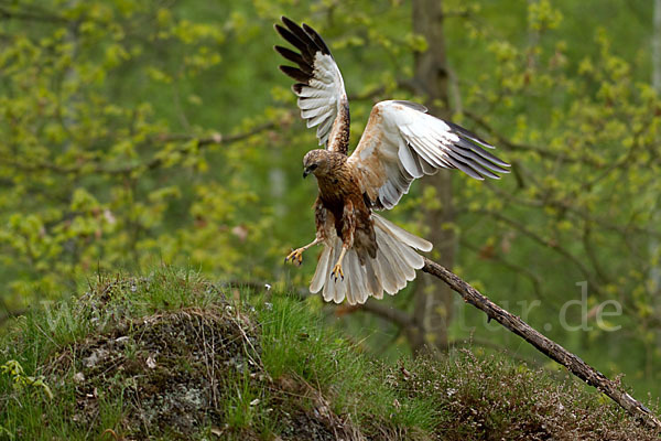 Rohrweihe (Circus aeruginosus)