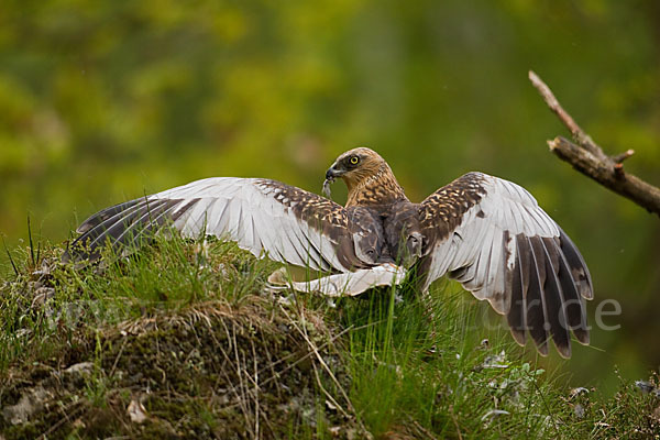 Rohrweihe (Circus aeruginosus)