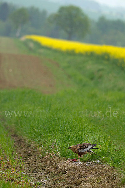 Rohrweihe (Circus aeruginosus)