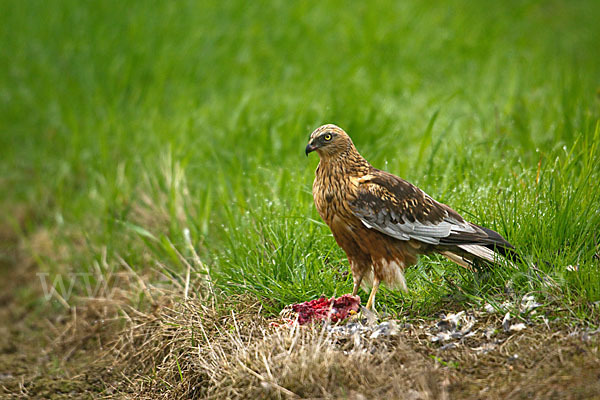 Rohrweihe (Circus aeruginosus)
