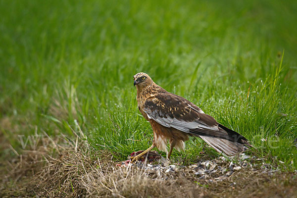 Rohrweihe (Circus aeruginosus)