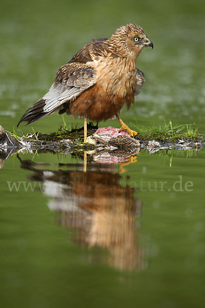 Rohrweihe (Circus aeruginosus)