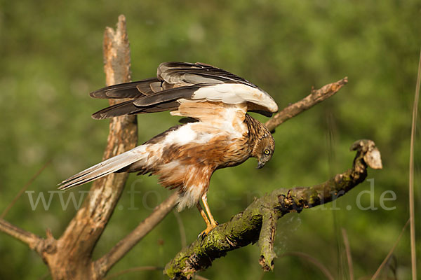 Rohrweihe (Circus aeruginosus)