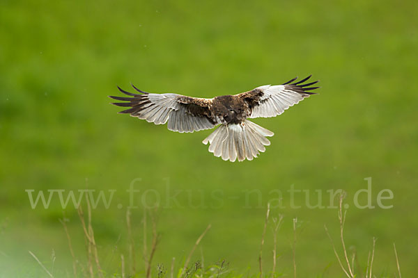 Rohrweihe (Circus aeruginosus)