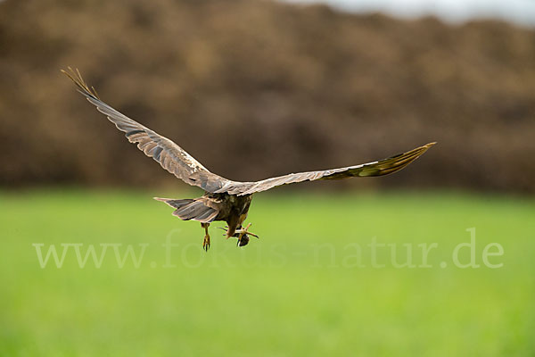 Rohrweihe (Circus aeruginosus)